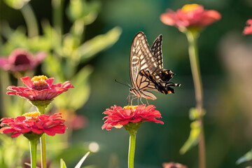 花に止まるアゲハチョウ
