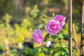 Colorful and beautiful and delicate garden roses in sunlight morning.
