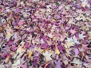 Colors of autumn fallen leaves 