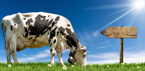 Empty wooden directional sign with copy space and a white and black dairy cow with cowbell on a...