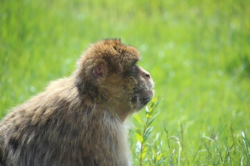 japanese macaque sitting on the grass