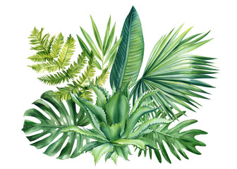 Tropical leaves isolated on white background. Jungle green plant. Botanical illustration 