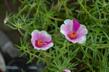 purple Portulaca Grandiflora flowers in spring