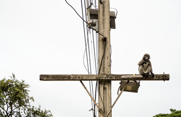 singes à lunettes (langurs) en acrobatie sur des fils électriques suspendus au-dessus du sol
