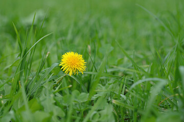 Single dandelion blossom (Genus Taraxacum) on a fodder meadow. Place for text, copy space.