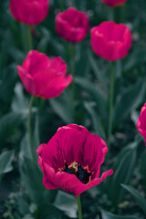 red tulips in the garden