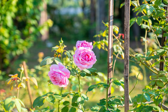 Colorful and beautiful and delicate garden roses in sunlight morning.