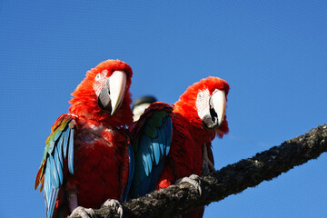 Portrait of two red macaws on a branch. The parrot bird is an endangered species