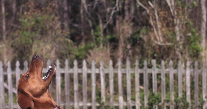 Dog jumps up to catch a green ball