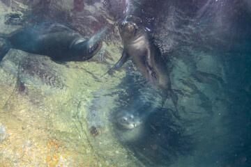 diving with sea lions in cortez sea