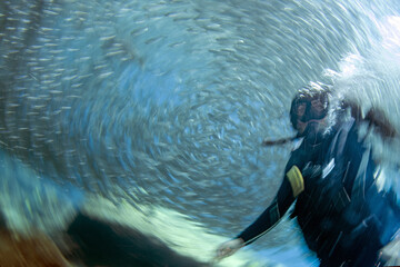 inside sardine baitball underwater