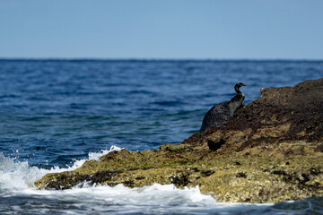 male sea lion on a rock in baja california sur