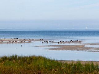 Fototapeta na wymiar Möven und andere Wasservögel im Flachwasser vor dem Strand