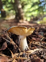 mushroom in the forest