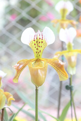 Paphiopedilum orchid texture on nature background. Lady's slipper orchids. Orchid flowers.