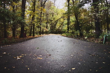 Road in autumn nature forest