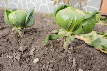 A large head of winter cabbage ripens in the garden. White cabbage grows in the garden. Winter variety of white cabbage.