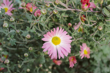 Honey bee on a blooming flower of violet chrysanthemums. Honey bee collecting nectar in early autumn.