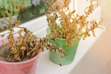 Dried flowers on the windowsill