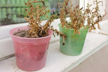 Dried flowers on the windowsill