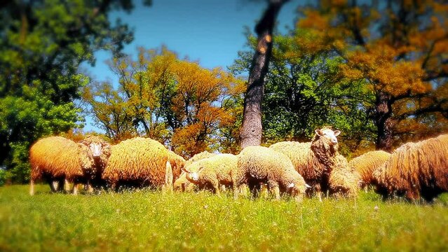 the herd of sheep grazes on green a meadow