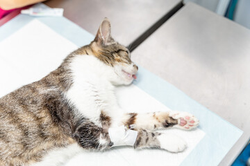 Veterinary clinic, a recently anesthetized cat waiting for the operation asleep on the operating table