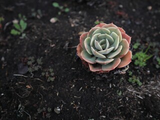 Closeup shot of a green red echeveria succulent plant in the dirt