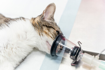 Veterinary clinic, a cat on the operating table receiving anesthesia to put him to sleep