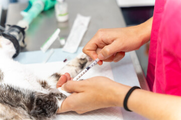 Veterinary clinic, hands of a female veterinarian pricking the anesthetic to the cat on the operating table