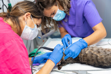 Veterinary clinic with a cat, veterinarians working on the operation of the mouth