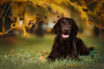 Chocolate flat coated retriever lying down under autumn tree