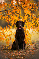 chocolate flat coated retriever sitting in middle of autumn under yellow leaf tree