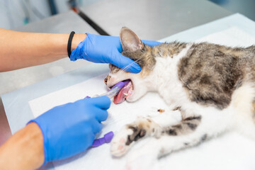 Veterinary clinic with a cat, veterinarian removing the tube from the cat's mouth after the...