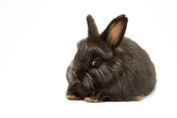 Cute frightened little black rabbit on a white background, isolate. Happy New 2023 year of the rabbit, greeting card.