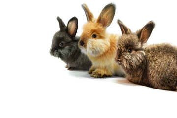 Three little rabbits - red, black and brown on a white background, shooting in the studio, copy space, isolate on white.