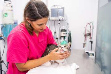 Veterinary clinic, veterinarian with a cat on the operating table checking his teeth