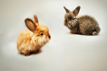 Two little rabbits red and brown on a lilac background, shooting in the studio, copy space. The red...
