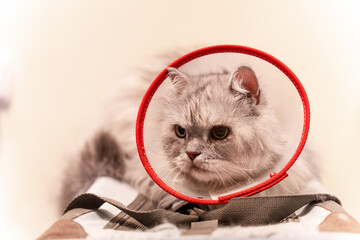 Veterinary clinic, a Siberian cat with a protector so that it does not bite or scratch