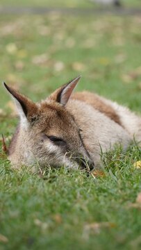 Brown kangaroo lying on grassy ground