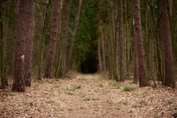 Dark moody autumn forest landscape