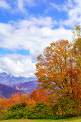 Fototapeta premium 紅葉した木々と白い雲がかかる遠くの山。