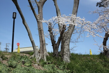 川沿いの堤防の桜　