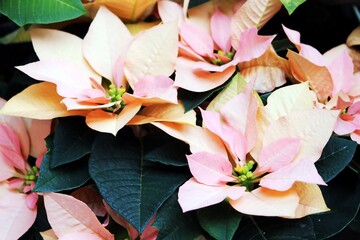 Poinsettia christmas flower