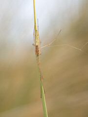 Long jawed Orb weaving Spider