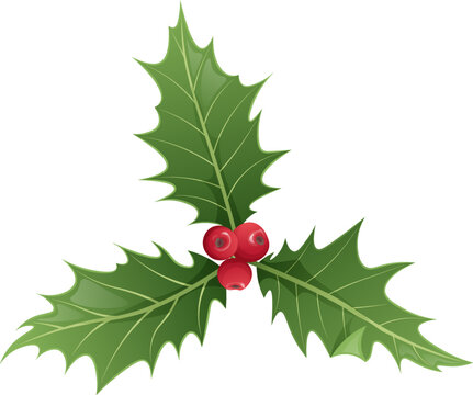Christmas holly isolated on white background. Christmas and New Year decoration. Vector illustration of plant elements