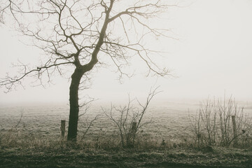 Fototapeta na wymiar baum im nebel