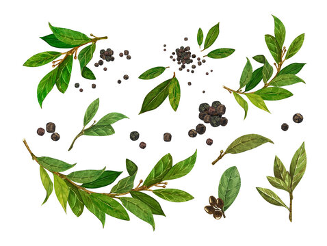 Watercolor Set Bay Leaf And Black Pepper. Botanical Hand Drawn Illustration, Laurel Herbs Object Isolated On White Background.