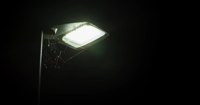 Spider web on the LED street lamp at night, flying mosquito or insect over the bright lamp.
