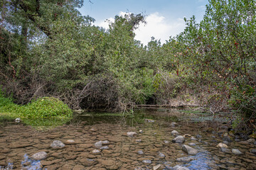 Hidden pond in Tel Dan Nature Reserve and National Park, Kibbutz Dan, Upper Galilee, Noerthern Israel, Israel