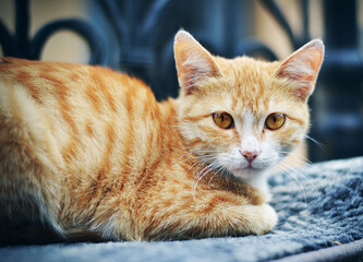 Cat lying on a sofa